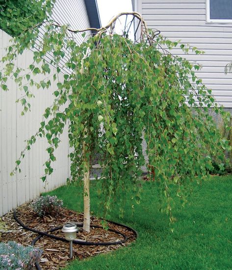 Weeping Birch Tree, Weeping Birch, Birch Trees Landscaping, Weeping Trees, Betula Pendula, Sun Plants, Native Garden, Bedding Plants, Birch Tree