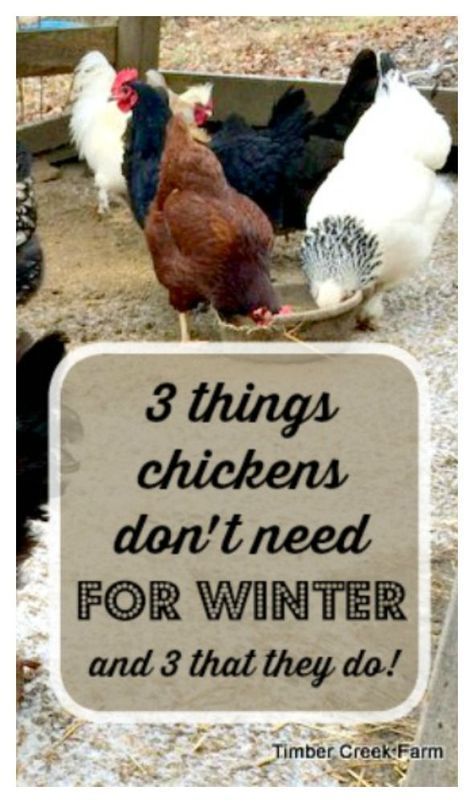 3 Things That Chickens Really Don't Need for Winter (and three that they do) Urban Chicken Farming, Chickens In The Winter, Urban Chickens, Backyard Chicken Farming, Raising Backyard Chickens, Chicken Garden, Keeping Chickens, Building A Chicken Coop, Chicken Coop Plans