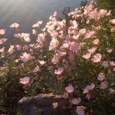 Pink Flowers, Water, Flowers, Pink