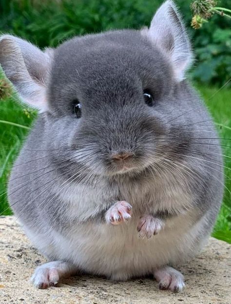 Chinchilla Drawing, Chinchilla Cute, Chinchilla Pet, Cute Ferrets, Cute Small Animals, Cute Animals Puppies, Little Animals, Paws And Claws, Chinchillas