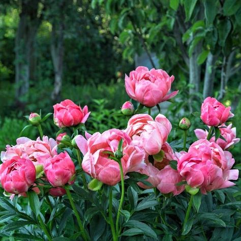 Search: 67 results found for "peony" – Eden Brothers Peony Bulbs, Coral Charm Peony, Planting Peonies, Perennial Bulbs, Peony Root, Coral Peonies, Growing Peonies, Fall Bulbs, Fragrant Plant