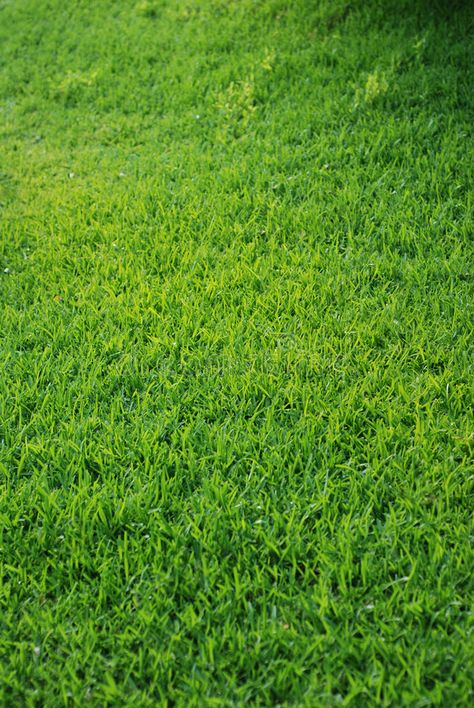 Grass Green Aesthetic, Green Grass Aesthetic, Grass Images, Grass Picture, Grass Aesthetic, Grass Graphic, Lightning Images, Grass Material, Weekend Song