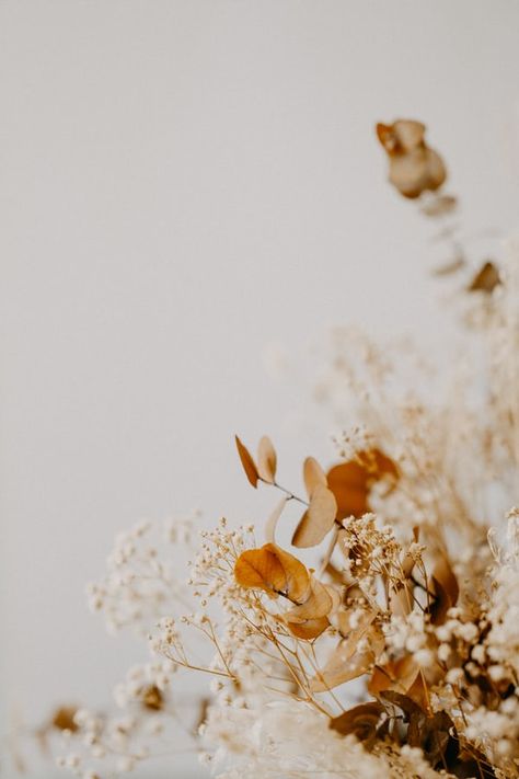 Phone Wallpaper Boho, Vintage Flowers Wallpaper, White Background Photo, Wallpaper Nature Flowers, Close Up Photography, Preserved Flowers, Floral Image, Photo Images, Background Pictures