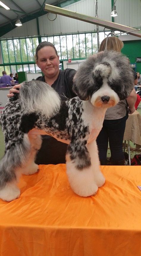 Aussiedoodle Grooming, Anjing Poodle, Creative Dog Grooming, Dog Hair Dye, Grooming Ideas, Dog Grooming Styles, Poodle Haircut, Fun Clip, Poodle Cuts