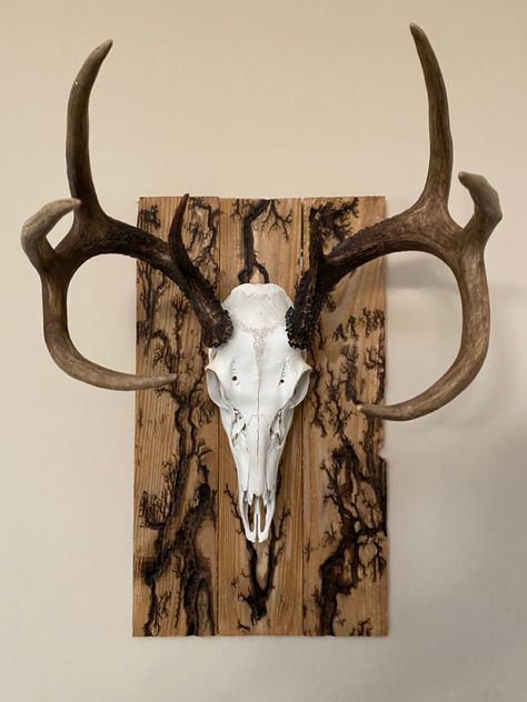 European Deer Mount Ideas Wood, Deer Plaque Ideas, European Deer Mount Ideas, European Deer Mount, Skull Mount Ideas, European Mount Ideas, Deer Mount Decor, Euro Mount, Deer Mount Ideas