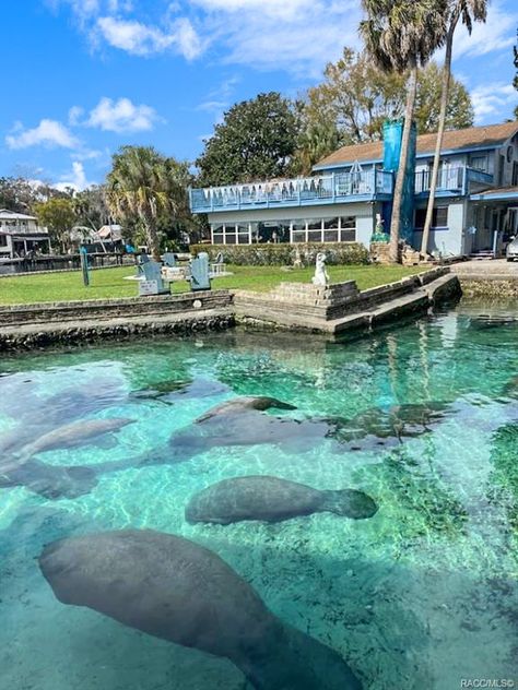 Crystal Lagoon, Swimming With Manatees, Manatee Florida, Warm Springs, Crystal River, Manatees, Wildlife Conservation, Ocean Themes, Water Views