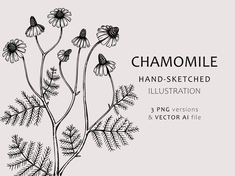 Chamomile Sketch, Chamomile Wedding, Plant Poster, Tea Plant, Floral Toile, Candle Label, Sticker Png, Hand Lettering Alphabet, Floral Clipart