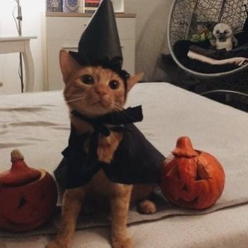 Orange Cat Halloween Costume, Halloween Kitties, Orange Kitty, Fall Cats, Halloween Cats, Spooky Szn, Autumn Magic, Cat Photos, Fall 24