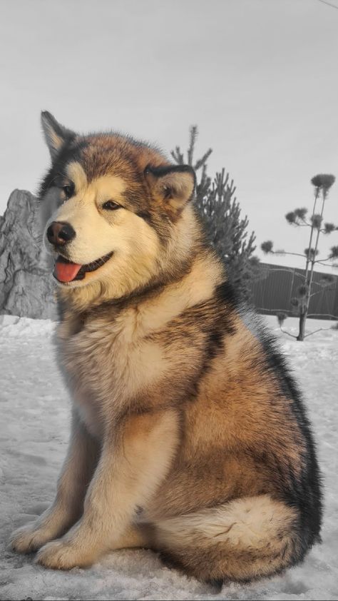 Alaskan malamute puppies for SALE breeder beautiful dog husky kennel a photo pet klub Alaskan Dog, Alaska Dog, Alaskan Malamute Puppies, Malamute Husky, Family Friendly Dogs, Malamute Dog, Malamute Puppies, Alaskan Husky, Cute Husky