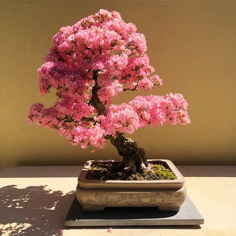 Bonsai! Bonzai Tree Aesthetic, Caduceus Aesthetic, Aesthetic Bonsai, Wonderland Park, Eyelash Salon, Wholesale Hair Accessories, Sakura Tree, Bonsai Art, Bonsai Plants