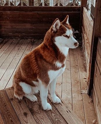 30 Special Dog Names for Red Huskies Red Husky Puppies, Red Siberian Husky, Caine Husky, Red Husky, Husky Puppies For Sale, Husky Breeds, Cute Husky, Siberian Husky Dog, Siberian Husky Puppies