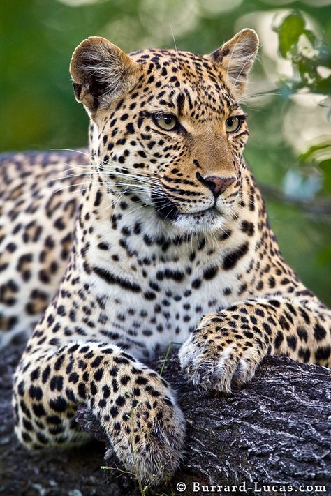 Leopard White Panther, Female Leopard, Serval Cats, 심플한 그림, Gato Grande, Okavango Delta, Wild Kingdom, Wolf Pictures, Cup Ideas