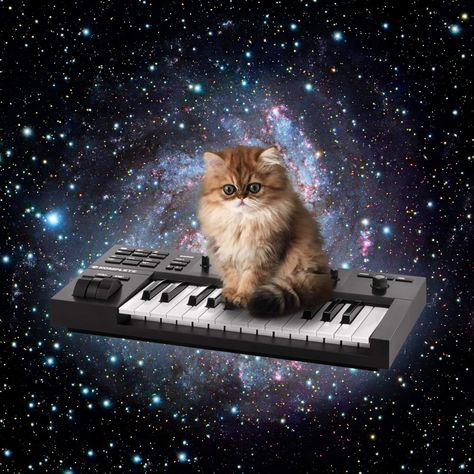 Cat From Outer Space, Silly Animal Pictures, Cat Galaxy, Cat In Space, Space Animals, 2013 Swag Era, Taco Cat, Galaxy Cat, Silly Cats Pictures