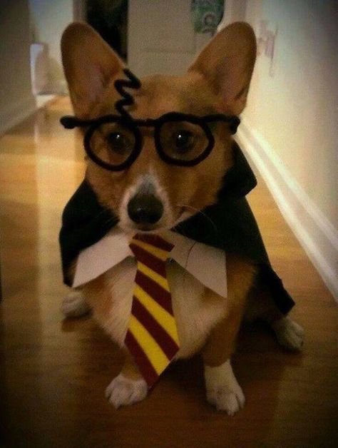 Harry Potter Dog Harry Potter Dog, Morkie Dogs, Cute Dog Costumes, Felt Glue, Harry Potter Costume, Diy Felt, Ready For Halloween, Pipe Cleaners, Cute Corgi