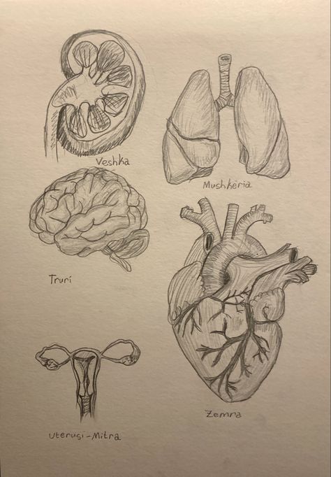 Human Anatomy Art Woman, Medical Heart Drawing, Science Art Aesthetic, Drawings Of Organs, Anatomical Drawings Sketches, Lungs Drawing Aesthetic, Human Organs Drawing, Brain Sketch Simple, Sketch Book Ideas Aesthetic Human