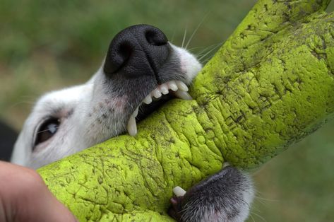 How to Know If a Dog Bite Is Serious? | GetSetHappy Paisley Scotland, Youth Group Activities, Dog Bite, Puppy Biting, Dog Attack, Dog Happy, Kinds Of Dogs, Diet Exercise, Dog Hacks