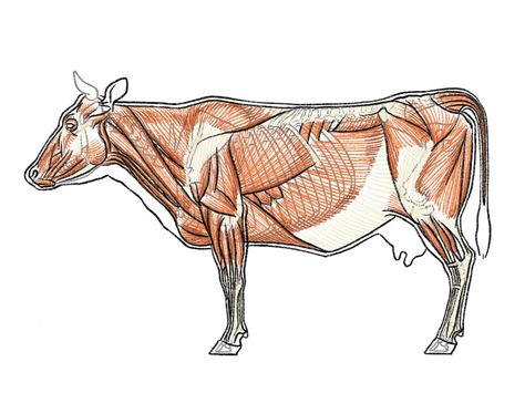 Cow Anatomy, Veterinary Anatomy, Nature Ideas, Animal Anatomy, Tattoo Graphic, Animal Study, Anatomy For Artists, Animal Drawing, Cow Painting