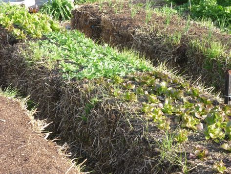 Making Mushroom Growing Sustainable - Part 2, Planting Your Logs Raised Garden Beds Cinder Blocks, Permaculture Design Course, Straw Bale Gardening, Permaculture Principles, Garden Bed Layout, Compost Tea, Permaculture Design, Research Institute, Organic Fertilizer