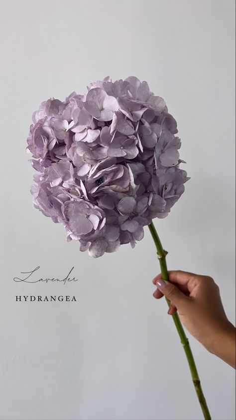 Lavender Hydrangea, Elegant Bouquet, Flower Names, La Rose, Lush Garden, Hydrangea, Flower Power, Decorating Your Home, Bouquets