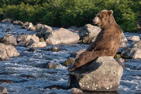 Kamchatka Brown Bears by Sergey Gorshkov What beautiful and fierce  animals! Kodiak Brown Bear, Bear Standing, Wildlife Pictures, Animals Coloring, Love Bear, Large Dog Breeds, Grizzly Bear, Cute Bear, Coloring Pictures