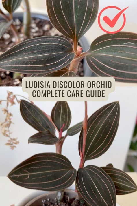 Ludisia Discolor Care: The Complete Guide for Thriving Jewel Orchids Ludisia Discolor, Orchid Fertilizer, Orchid Varieties, Jewel Orchid, Tropical Forests, Golden Lace, Indoor Plant Care, Plant Guide, Beautiful Plants