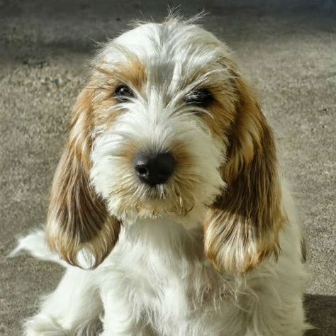 The Petit Basset Griffon Vendéen, or PBGV for short, is a small dog with a huge supply of energy. Learn more about this bouncing, blissful breed. Non Shedding Dog Breeds, Basset Griffon Vendeen, Dog Breeds That Dont Shed, Basset Griffon, Petit Basset Griffon Vendeen, Dog Shedding, Puppy Face, Basset Hound, Dog Care