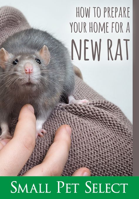 Pet Rats Cute Pictures, Pet Rat Activities, Fancy Rats Pets, Pet Rat Supplies, Rats As Pets, Pet Rat Tips, Rat Care Tips, Pet Rats Cute, Rat Home