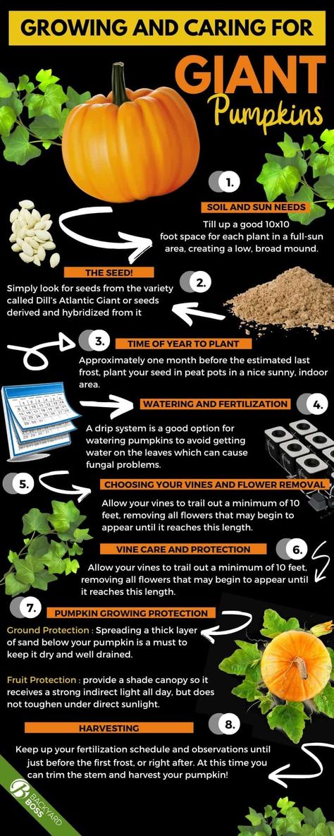 Giant pumpkins are a fun way to involve your family in a whole new gardening adventure. The process is no harder than growing any other vining plant, but a few extra steps are required to ensure an overly large, well cared for pumpkin by the time you harvest. This article explains the whole process and highlights the tips you need for success. All you need is the space to plant your seed (or seedling) and a little bit of shade to ensure protection. #giantpumpkintips #caringforpumpkin When To Plant Pumpkins, Pumpkin Growing, Planting Pumpkins, Pumpkin Garden, Giant Pumpkin, Growing Pumpkins, Backyard Vegetable Gardens, Pumpkin Farm, Garden Veggies