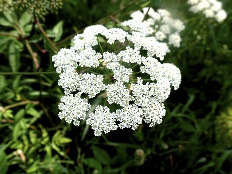 common water hemlock (Cicuta maculata var. maculata) - Photo by Luciearl - http://www.minnesotaseasons.com/Plants/common_water_hemlock.html Minnesota Plants, Water Hemlock, Minnesota, Dandelion, Herbs, Water, Plants, Flowers, Quick Saves