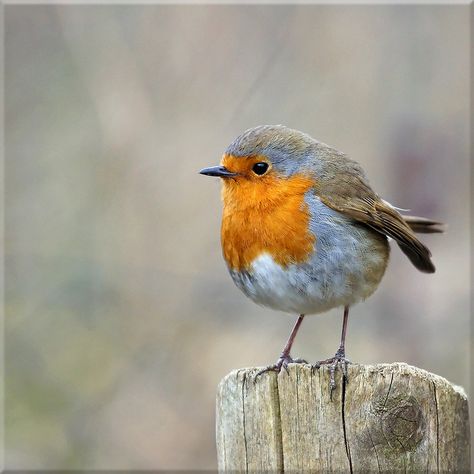 An English Robin European Robin, Watercolour Ideas, Bird Photos, Image Nature, Robin Bird, Kinds Of Birds, Spring Fever, All Birds, Bird Pictures