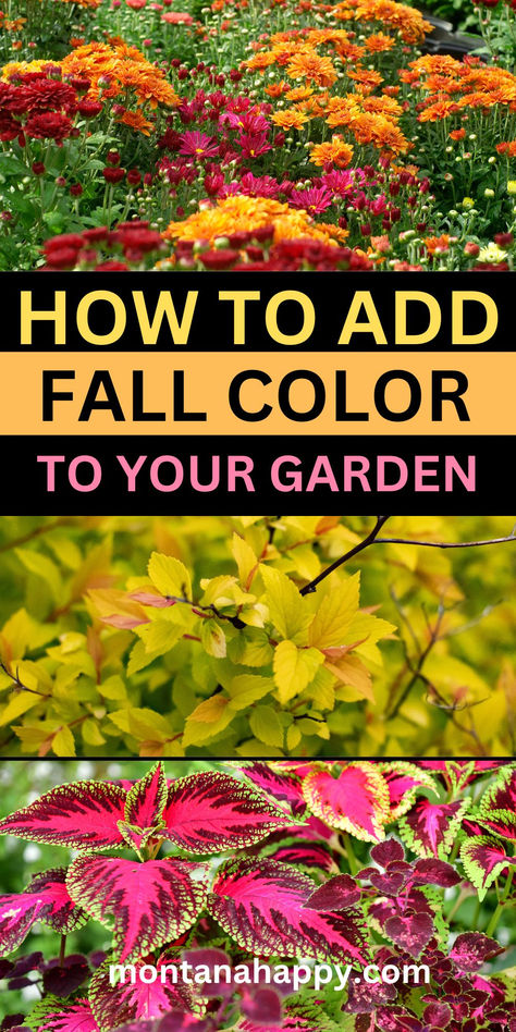 Three Photos of Fall Plants. Text says, "How to Add Fall Color to Your Garden montanahappy.com" Fall Flower Garden Ideas, Fall Garden Ideas, Fall Flowers Garden, Fall Perennials, Cozy Lifestyle, Cozy Garden, Fall Gardening, Fall Mums, Rustic Planters