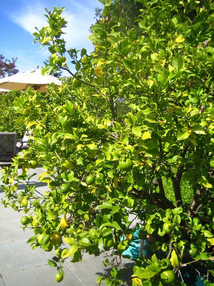 Lime Trees for the orchard Jamaican Garden, Trees Indoors, Lime Trees, Garden Goals, Backyard Farm, Green Lemon, Sweet Fragrance, Lime Tree, Green Fruit