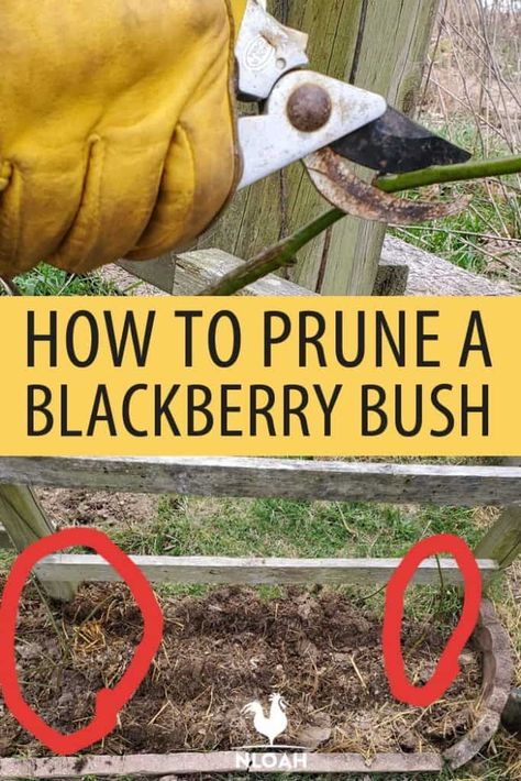 Pruning blackberry bushes is less about the technique and knowing which ones to prune and when. We tell you all about it. #gardening #blackberries #pruning Blackberry Bush Trellis Garden Ideas, Prune Blackberry Bush, Blackberry Pruning Tips, How To Prune Blackberry Bushes, Pruning Blackberry Bushes, Blackberry Bush Trellis, Blackberry Trellis Ideas, Pruning Blackberries, Blackberry Garden