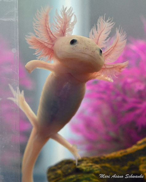 Axolotl c: (anyone get the animal crossing reference?)  These are Mexican Salamanders, or Mexican Walking Fish. Though they aren't fish.. they're amphibians. Axolotl Tank, Axolotl Cute, Pet Fish, Gerbil, Reptiles And Amphibians, Cute Creatures, An Animal, Sea Animals, Aquariums