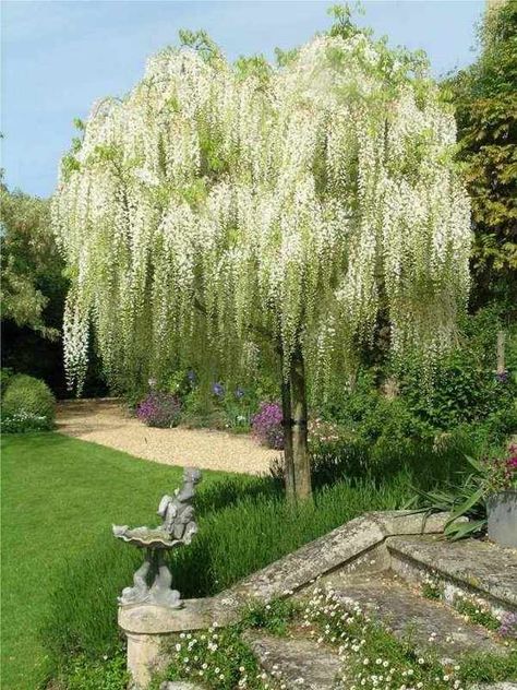 wisteria tree wisteria types how to choose wisteria species garden decoration ideas Front Garden Layout, White Flower Garden, Dream Backyard Garden, Wisteria Tree, Garden Layout Ideas, White Wisteria, Backyard Garden Landscape, Small Backyard Gardens, Beautiful Flowers Photography