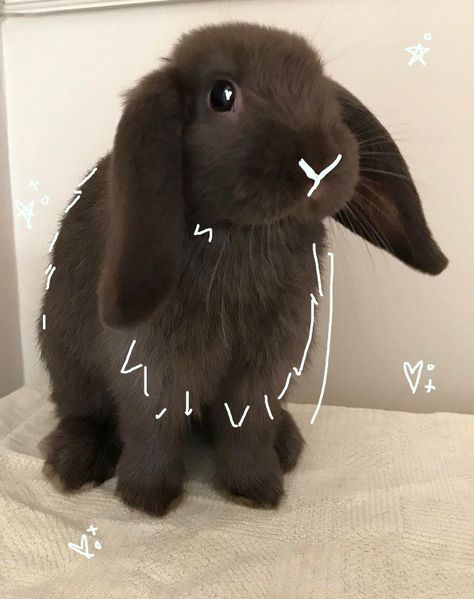 Rabbit, bunny, cute, animals, doodles, aesthetic, adorable, therian, therianthropy, animal, animals, animal lover Bunny Therian, Doodles Aesthetic, Therian Mask, Mask Ideas, Animal Lover, Cute Animals, Doodles, Mask, Animals