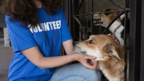 Thinking of Volunteering at an Animal Shelter? Here's What You Need To Know Animal Shelter Volunteer, Candid Pictures, Being A Mother, Cat Drinking, Dog Allergies, Dog Safety, All About Animals, Work With Animals, Pet Puppy