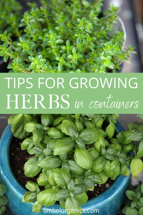 Outside Herb Garden Ideas, Planting Basil In Pots, Herb Decor, Herbs In Containers, Growing Herbs In Pots, Witchy Garden, Herb Garden Pots, Container Herb Garden, Outdoor Herb Garden