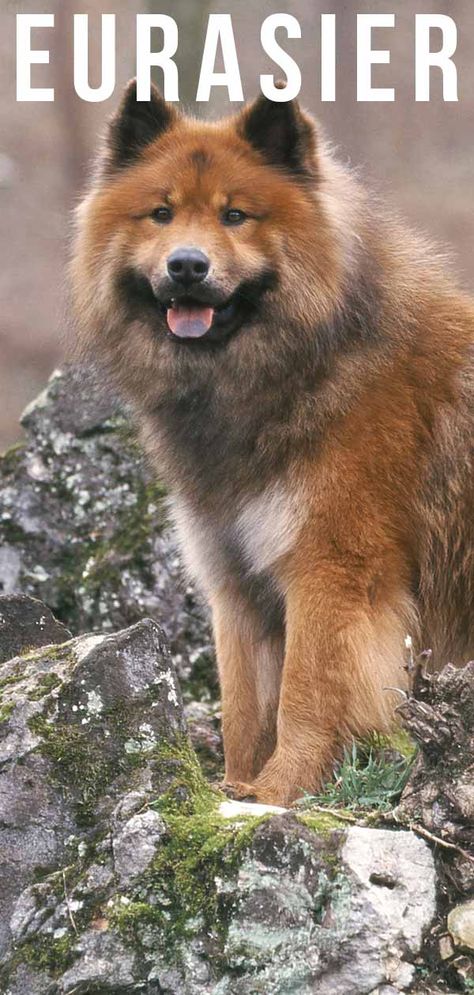 Eurasier - A Complete Guide to The Eurasian Dog Breed Eurasian Dog, Eurasier Dog, Keeshond Dog, Painting Couple, Dog Yard, Couple Style, Breed Dogs, Dog Facts, Dog Painting