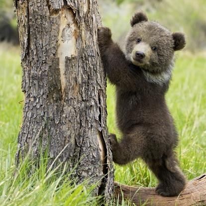 Showing some love for brown bears now😊 #brownbear #brownbears #bear #bears #teddybear #bearcub #fluffy #animal #animals #friends #cute… Beruang Grizzly, Grizzly Bear Cub, Regnul Animal, Nosara, Animale Rare, Bear Cubs, Grizzly Bear, Cute Creatures, Sweet Animals