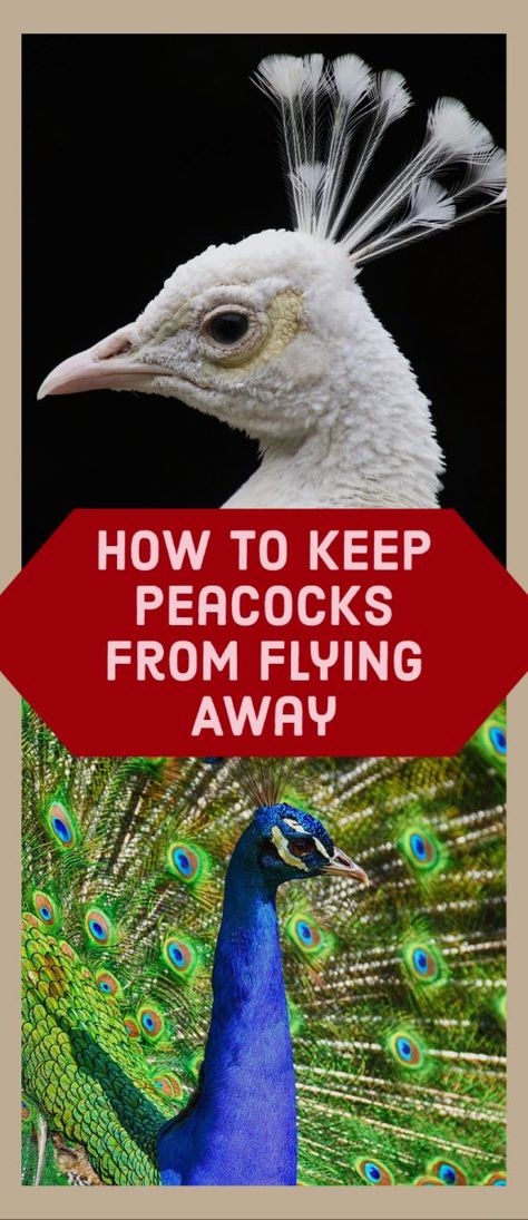 Often strutting about in open ground, peacocks are majestic fowls to look at, especially as they fan out their tails. But for budding peacock owners, it may come as a surprise that peacocks will fly away if they’re untrained or left out of the pen at night. So, how can you keep peacocks from flying away? Peacock House Ideas, Peacock Coop Pens, Peacock Aviary Ideas, Peacock Pens Ideas, Peacock Coop Ideas, Peacock Enclosure Ideas, Peacock Farming, Peacock Shelter, Peacock Raising