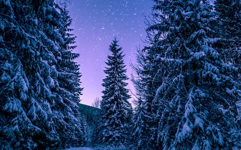 4K Winter wallpapers for iPhone, iPad, or MacBook Ipad Pro Wallpaper Hd, Winter Screensavers, Winter Wallpaper Desktop, Winter Wallpaper Hd, Free Ipad Wallpaper, Background Macbook, Winter Backgrounds Iphone, Free Winter Wallpaper, Tree Road