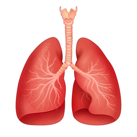 illustration of Healthcare and Medical education drawing chart of Human Lungs for Science Biology study Lung Anatomy Art, Lung Anatomy Drawing, Paru Paru Aesthetic, Human Lungs Drawing, Lungs Illustration, Lungs Drawing, Education Drawing, Biology Drawing, Lungs Art