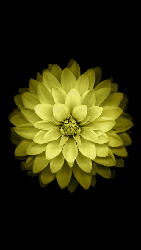 Flower Wallpaper Black, Flower Black Background, Black Flowers Wallpaper, Background Matching, Samsung Galaxy Wallpaper Android, Iphone 6 Plus Wallpaper, New Wallpaper Iphone, Background Flowers, Logo Yellow