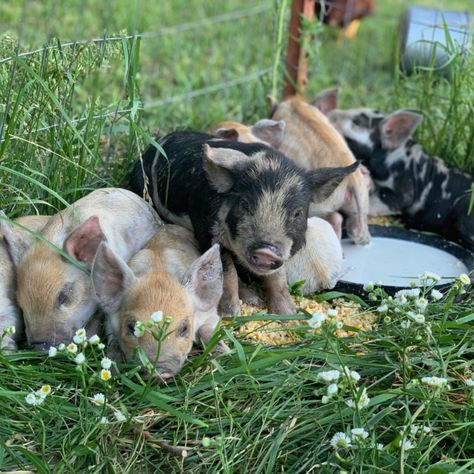 Idaho Pasture Pigs, Pasture Pigs, Pig Feeder, Pastured Pigs, 4h Projects, Barn Animals, Farm Stuff, This Little Piggy, Dream Baby