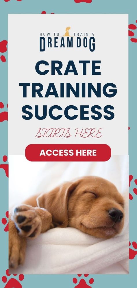 Crate Training Puppy Schedule, Puppy Schedule, Crate Training Dog, Puppy Starter Kit, Training Puppy, Crate Training Puppy, Puppies Tips, Puppy Proofing, Love Dive