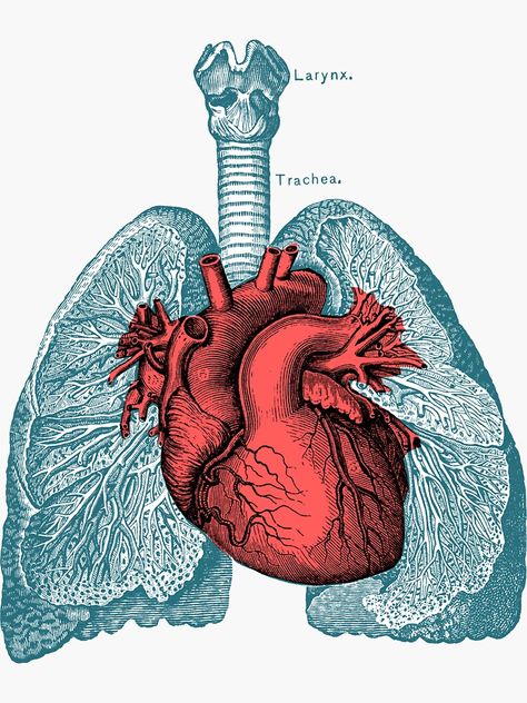 "Red Heart and Lungs Human Anatomy art" Sticker by PRRINT | Redbubble Heart Anatomy Drawing, Lungs Drawing, Lungs Art, Heart Organ, Lung Anatomy, Human Lungs, Heart Anatomy, Heart And Lungs, Human Anatomy Art