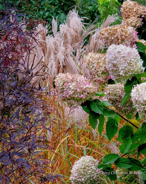 'Black Lace' Elderberry, Miscanthus and Hydrangea paniculata are an #autumn mix that is soft and elegant. #pink  #flowers #grasses Black Lace Elderberry, Elderberry Bush, Hydrangea Paniculata, Garden Makeover, Moon Garden, Backyard Inspiration, Beautiful Flowers Garden, Plant Combinations, Country Garden