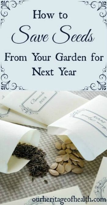 How To Save Seeds, Save Seeds, Survival Gardening, Garden Harvest, Garden Types, Seed Saving, Organic Gardening Tips, Olive Garden, Kew Gardens