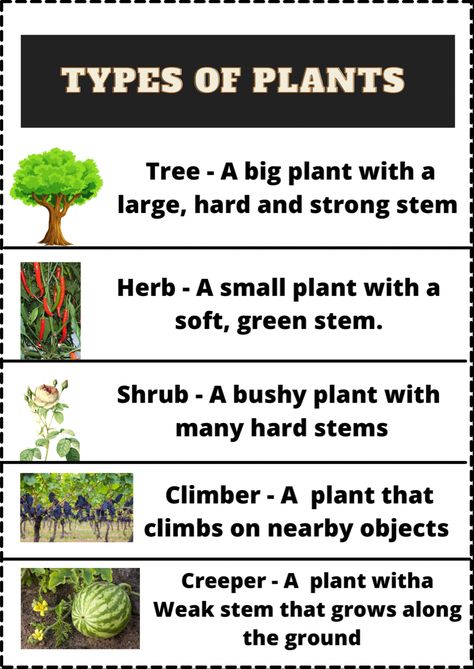 Types of plants class-2, science, parts of plant, types of plants Types Of Plants Chart, Types Of Plants Project For Kids, Types Of Plants For Kids Chart, Types Of Plants For Kids, Types Of Plants Worksheet, Plants Knowledge, Plant Identification Chart, Classroom Posters Elementary, Plant Presentation